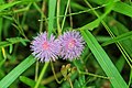 Flower of touch-me-not plant.jpg
