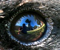 User 99of9 reflected in Australian Magpie eye.jpg