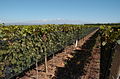 Bodega chakana viñedo camino.jpg