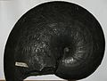 BLW A lovely large ammonite.jpg