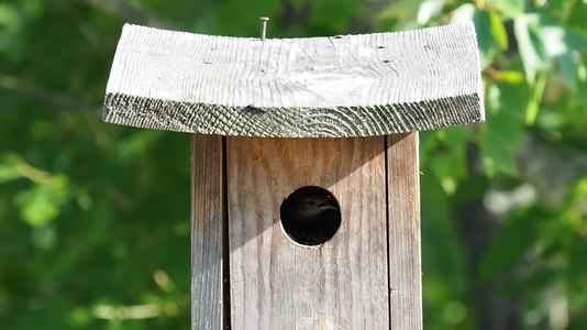 File:House wren in JBWR (50171).webm