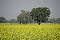 "A farm" Ranakpuri, Rajasthan India 2012.jpg