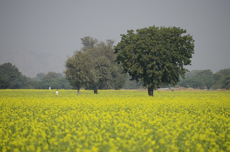 File:"A farm" Ranakpuri, Rajasthan India 2012.jpg