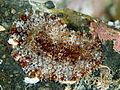 Hoplodoris bifurcata, Osezaki.jpg