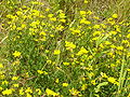 Lotus corniculatus.jpg