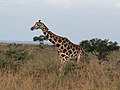 A Giraffe in murchison falls national park.jpg