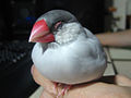 Java Sparrow (Silver).JPG