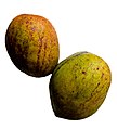 'Julie' mango on white background.jpg