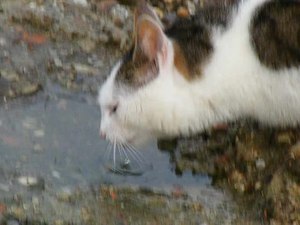 File:Black and white cat drinks from a puddle.ogv