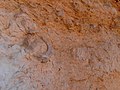 Fossils, Hatira Gulch, Negev, Israel מאובנים, נחל חתירה, הנגב - panoramio (1).jpg