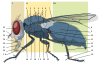 Housefly anatomy-key.svg