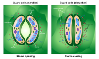 Opening and Closing of Stoma.svg