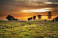 Evening in a pasture.jpg