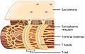 1023 T-tubule.jpg