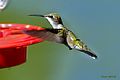 "Humming-Bird" shot in overland park kansas on 2012.jpg