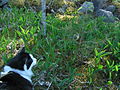 Cat and blue tit.jpg