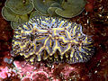 Halgerda willeyi, Izu.jpg