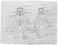 Anatomical chart. Tibetan, showing two male figures. Wellcome M0004285.jpg