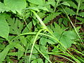 Carex Circeus1.jpg