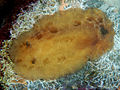 Discodoris pardalis.jpg