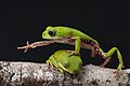 Phyllomedusa rohdei (Laubfrösche) im Michellin-Reservat, Brasilien.