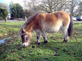 050103 2283 hants pony.jpg