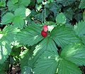 Fragaria vesca(fiore-foglia-frutto).jpeg