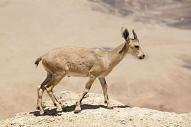 ISR-2016-Makhtesh Ramon-Ibex 02.jpg