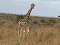 An African Giraffe in Uganda.jpg