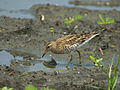 Sharp-tailed Sandpiper 8028.jpg
