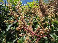 'Julie' mango Inflorescence 01.jpg