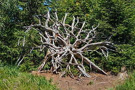 Lothar Path - Black Forest National Park - Root plate 01.jpg