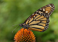 Monarch Butterfly Danaus plexippus on Echinacea purpurea 2800px.jpg