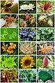 Plantae Diversity.jpg