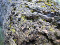 Bark apricottree close up PNr°0022.jpg
