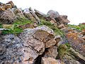 Fossils. a view from Goygol National Park. Photo by Uzeyir Mikayilov.jpg