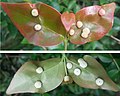 Eugenia uniflora infected leaves.jpg