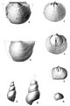 Descriptions of Some New Species of Devonian Fossils Plate 2.jpg