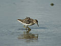 Long-toed Stint 0404.jpg