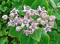 (Calotropis gigantea) crown flowers bunch at Tenneti beach park.jpg