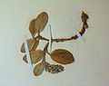 BLW Arctic Willow (Salix artica).jpg