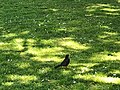 A bird at Hexham park.jpeg