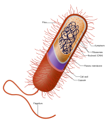 Prokaryote cell.svg