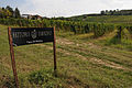 " 09 - ITALY - Vineyard and signs Emilia Romagna wine - Mollino.jpg
