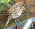 040711 014 immature robin.jpg