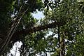 Bamboo House in Mawlynnong Village, India. Bangladesh View Point.jpg