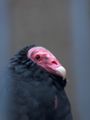 Cathartes aura headshot.jpg