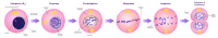 Mitosis Stages.svg