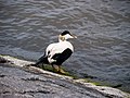 Anatidae, Rendsburg (P1100539).jpg