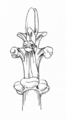 Kwiaton Style Architektoniczne Koch.png